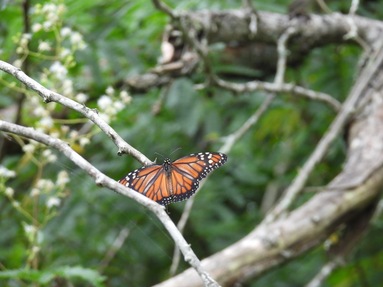 Monarca (Danaus erippus), insetos, fotografado em Indaiá, Caraguatatuba