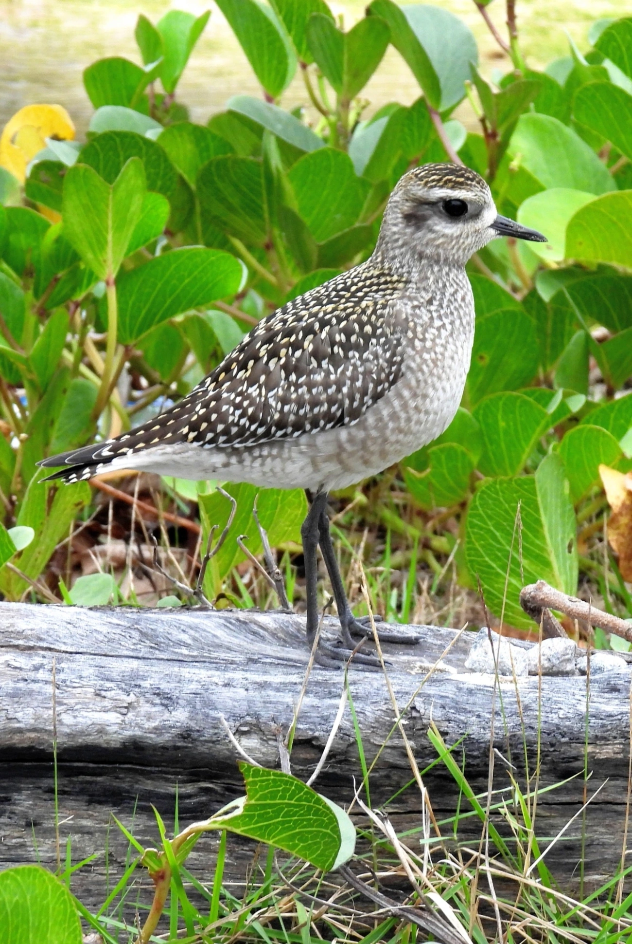 Batuiriçu (Pluvialis dominica), aves, fotografado em Perequê, Ilhabela