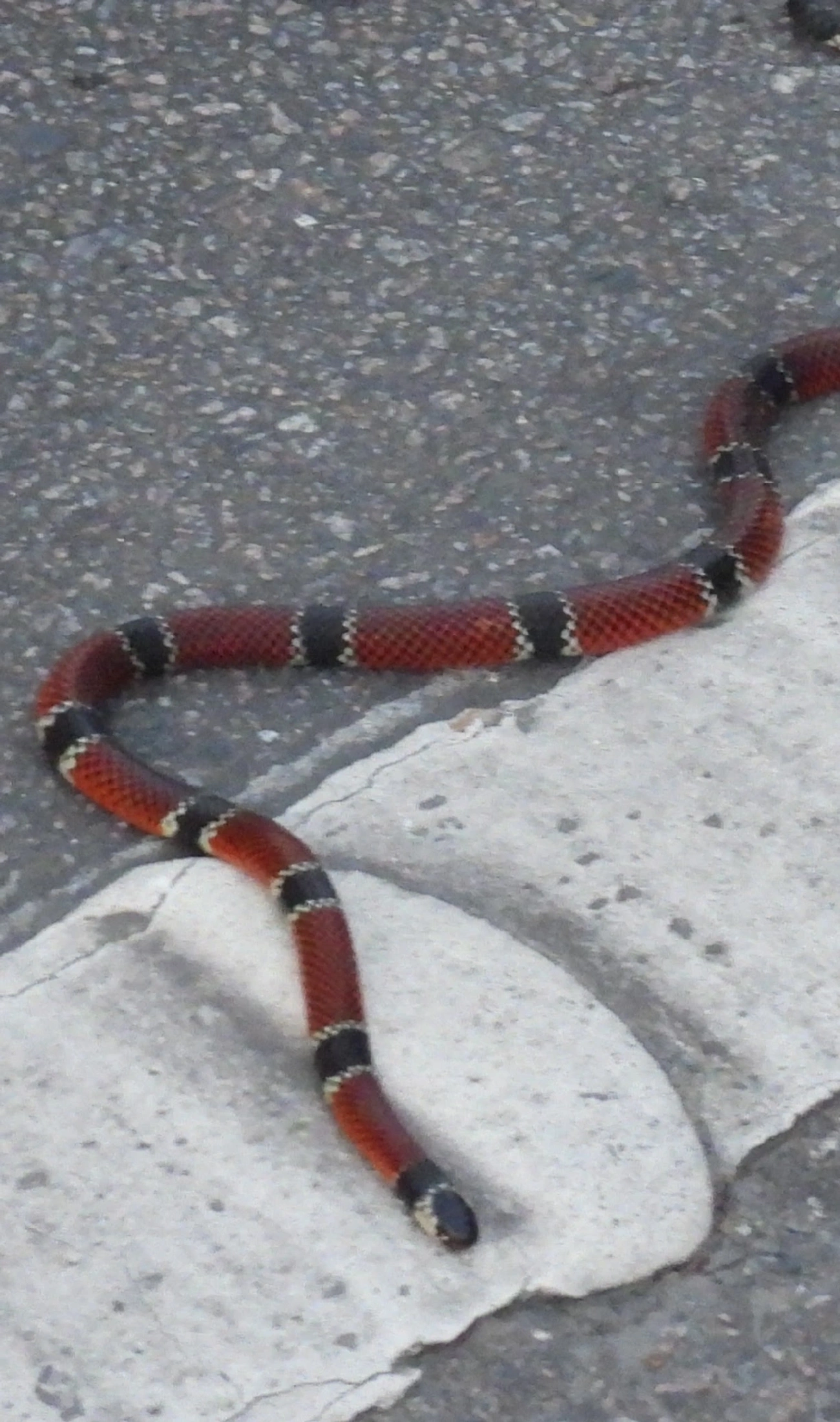 Coral-de-Colar-Branco (Micrurus corallinus), répteis, fotografado em Maresias, São Sebastião