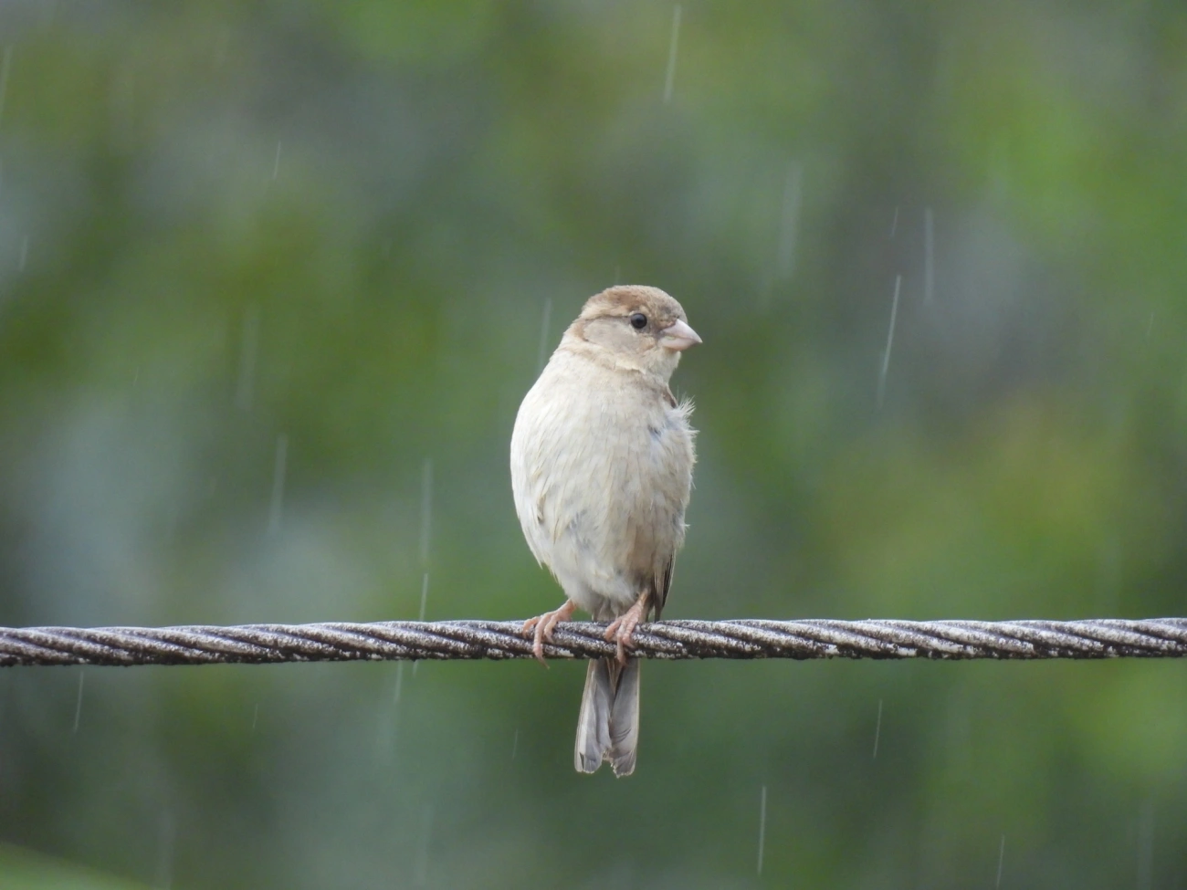 Pardal (Passer domesticus), aves, fotografado em Maresias, São Sebastião