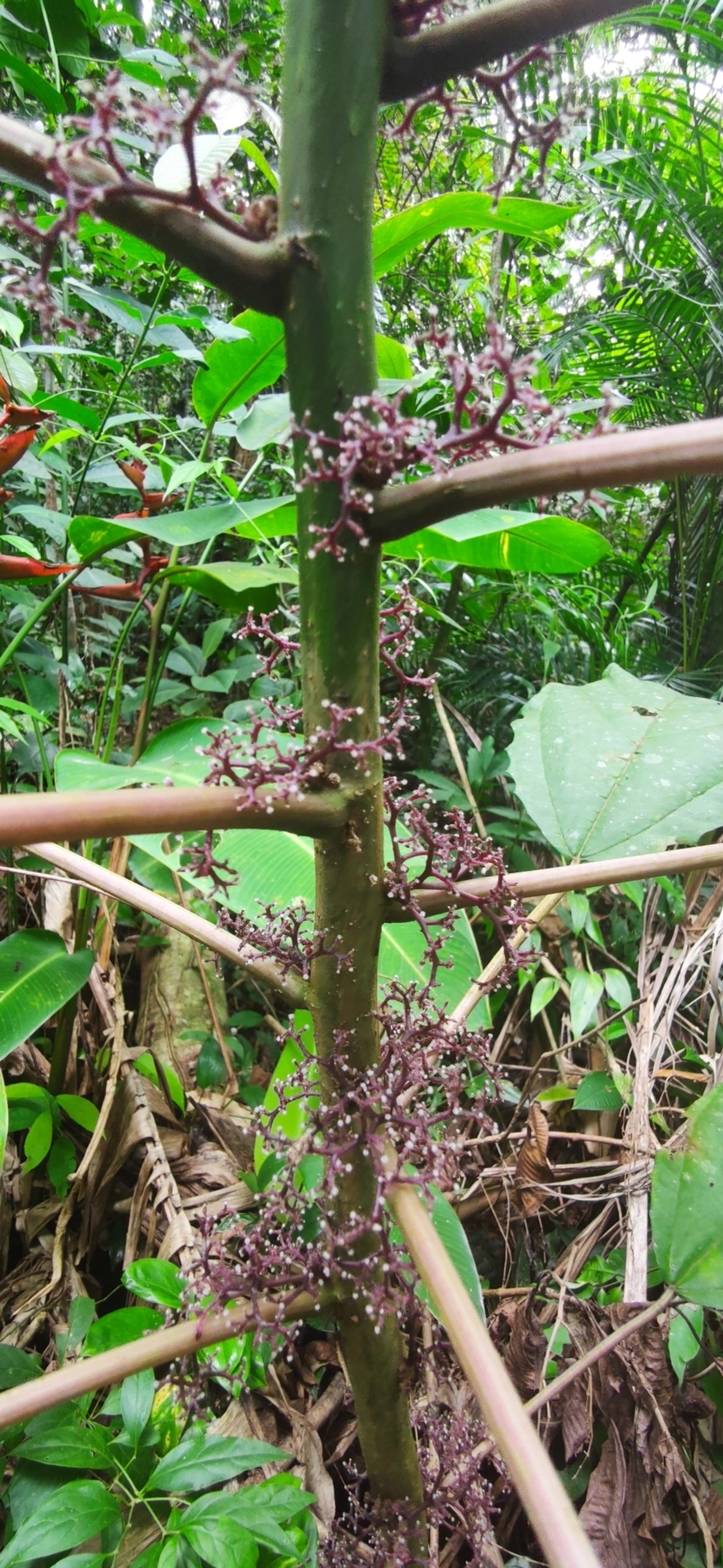 Urtigão (Urera nitida), plantas, fotografado em Maresias, São Sebastião
