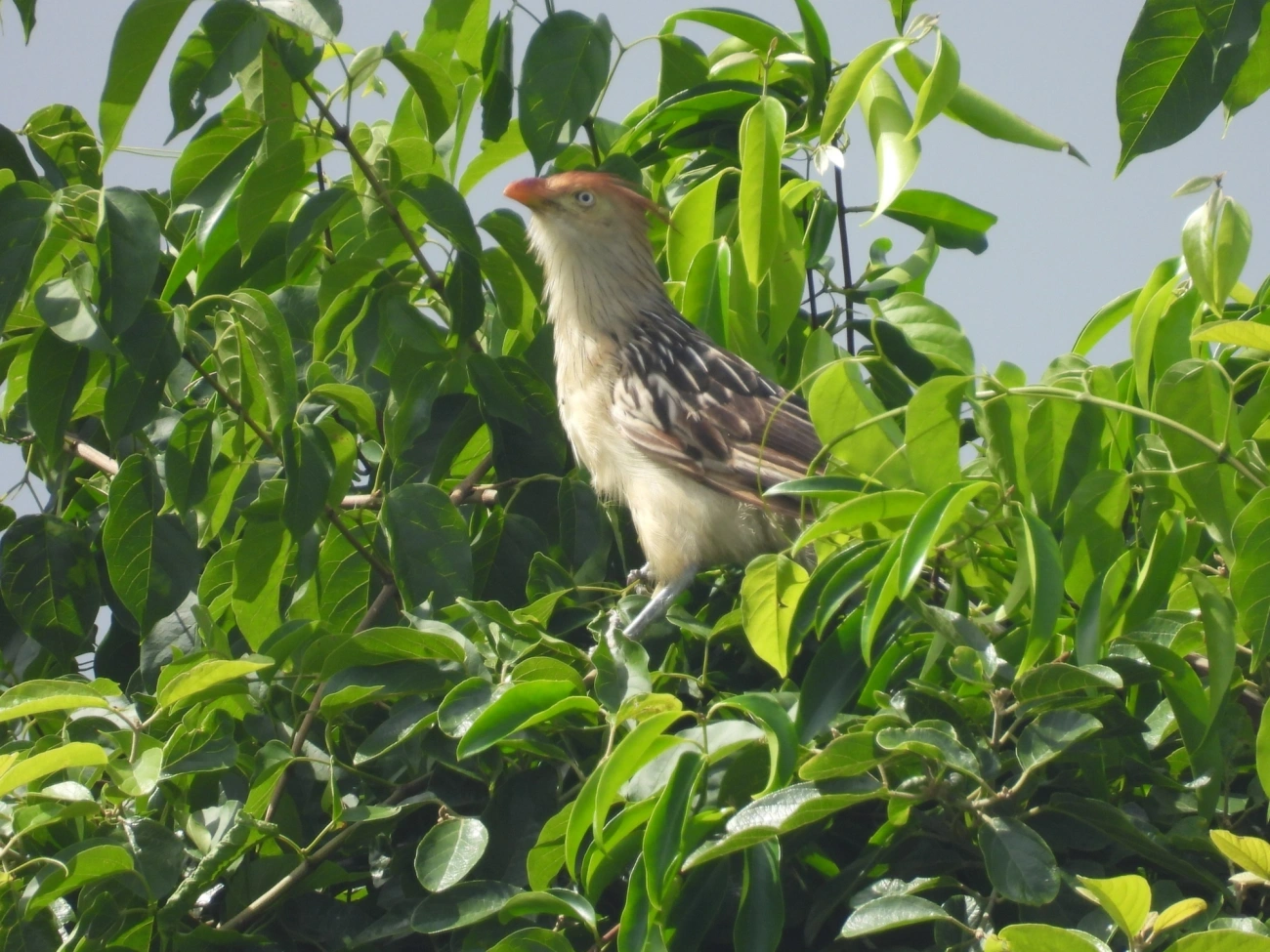 Anu-branco (Guira guira), aves, fotografado em Maresias, São Sebastião