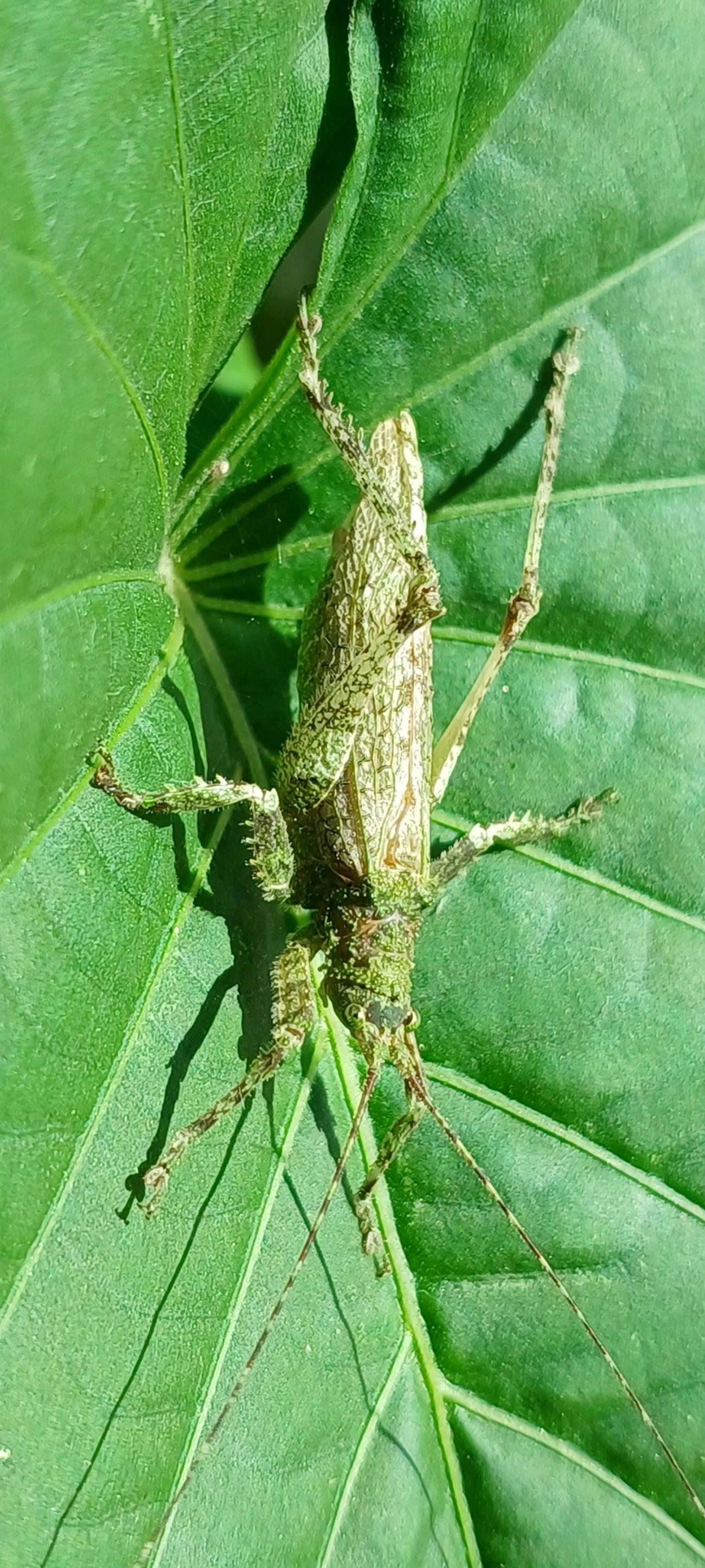 Anonistus, insetos, fotografado em Maresias, São Sebastião