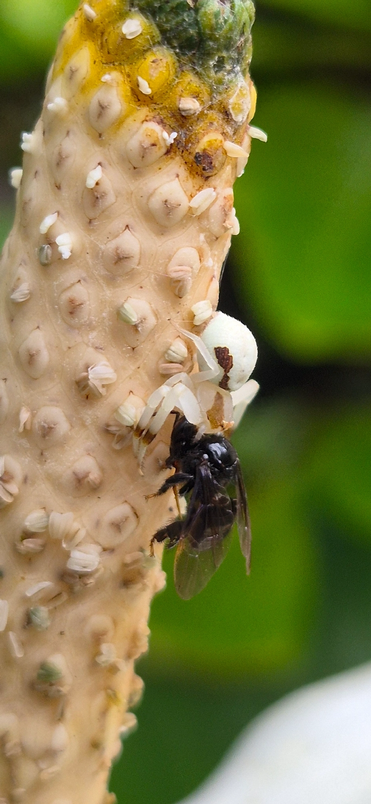Misumessus, aracnídeos, fotografado em Maresias, São Sebastião