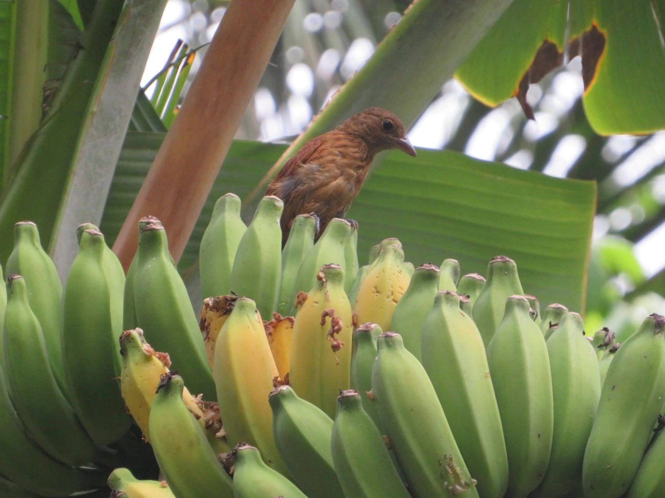 Tiê-preto (Tachyphonus coronatus), aves, fotografado em Maresias, São Sebastião