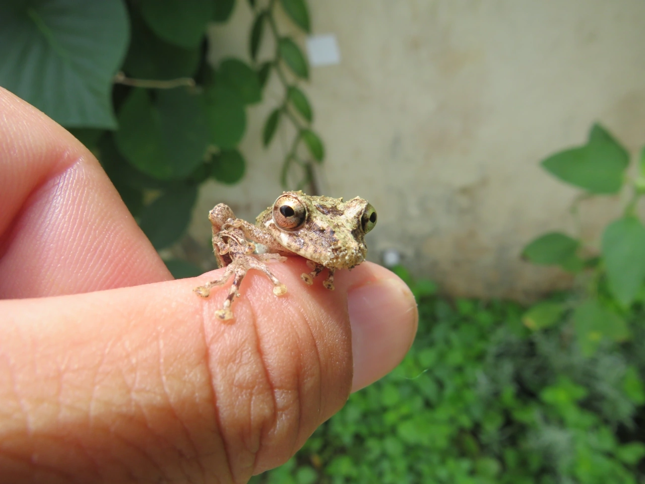 Sapos (Anura), anfíbios, fotografado em Maresias, São Sebastião