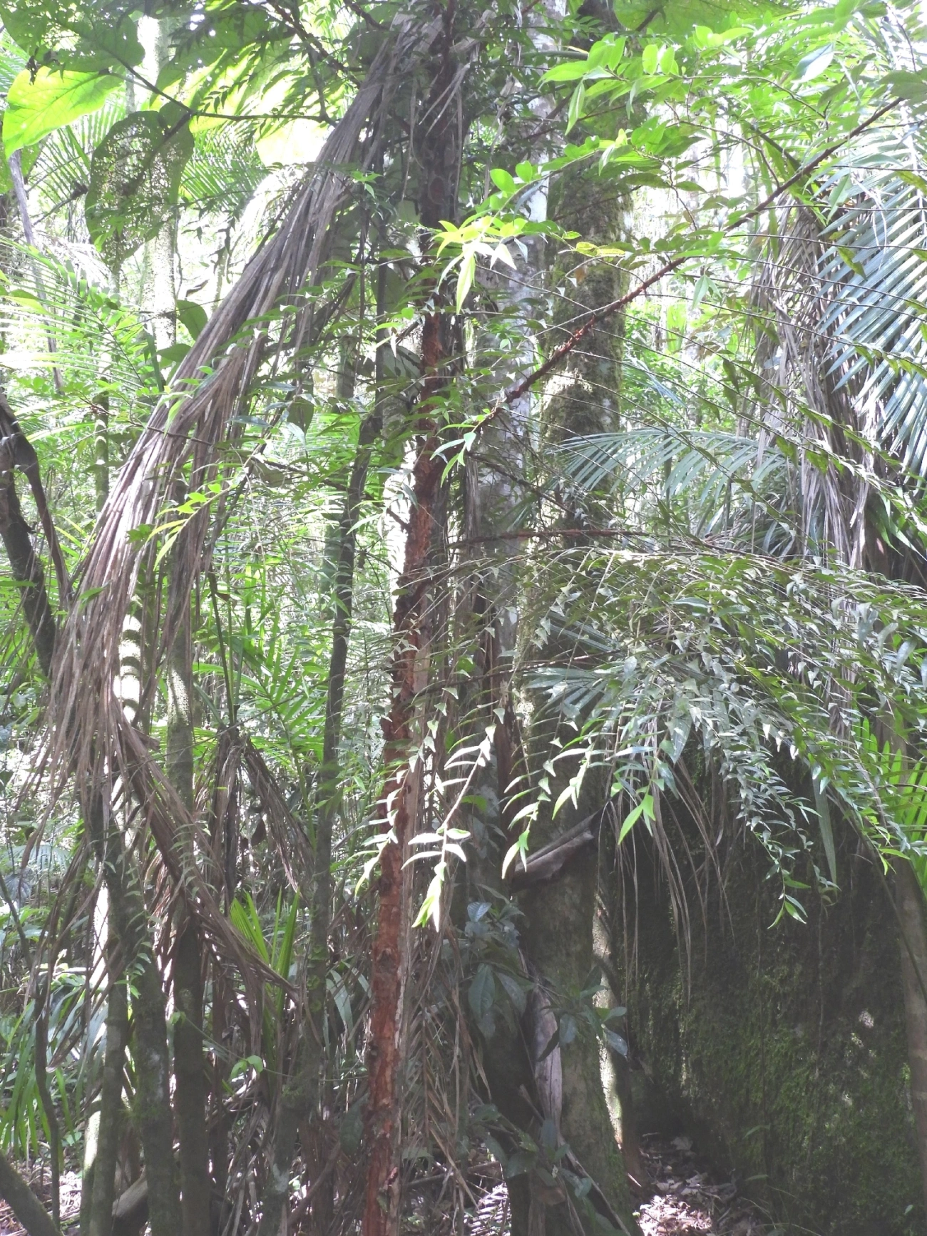 Plantas (Plantae), plantas, fotografado em Queluz