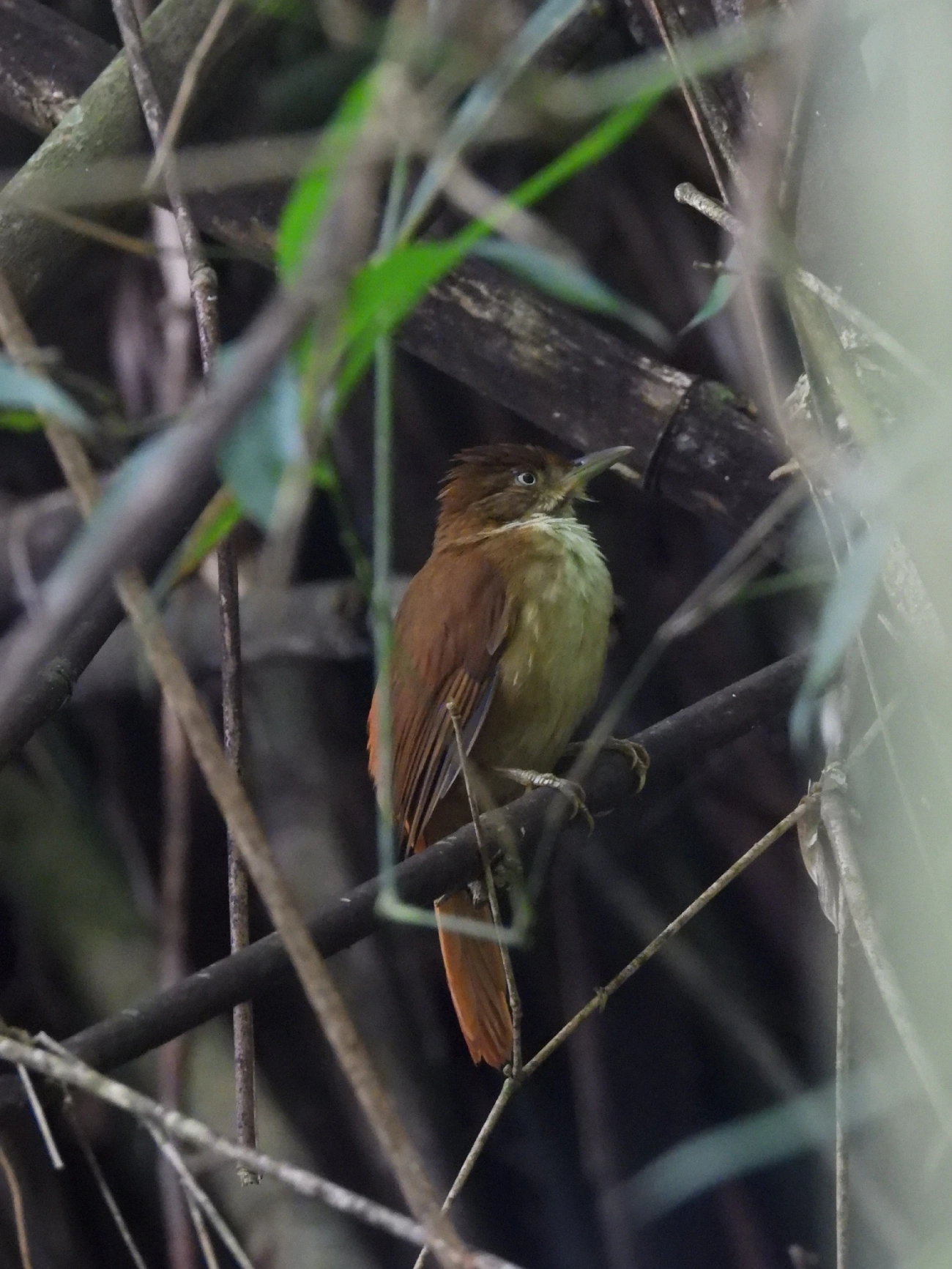 Barranqueiro-de-olho-branco (Automolus leucophthalmus), aves, fotografado em Guararema