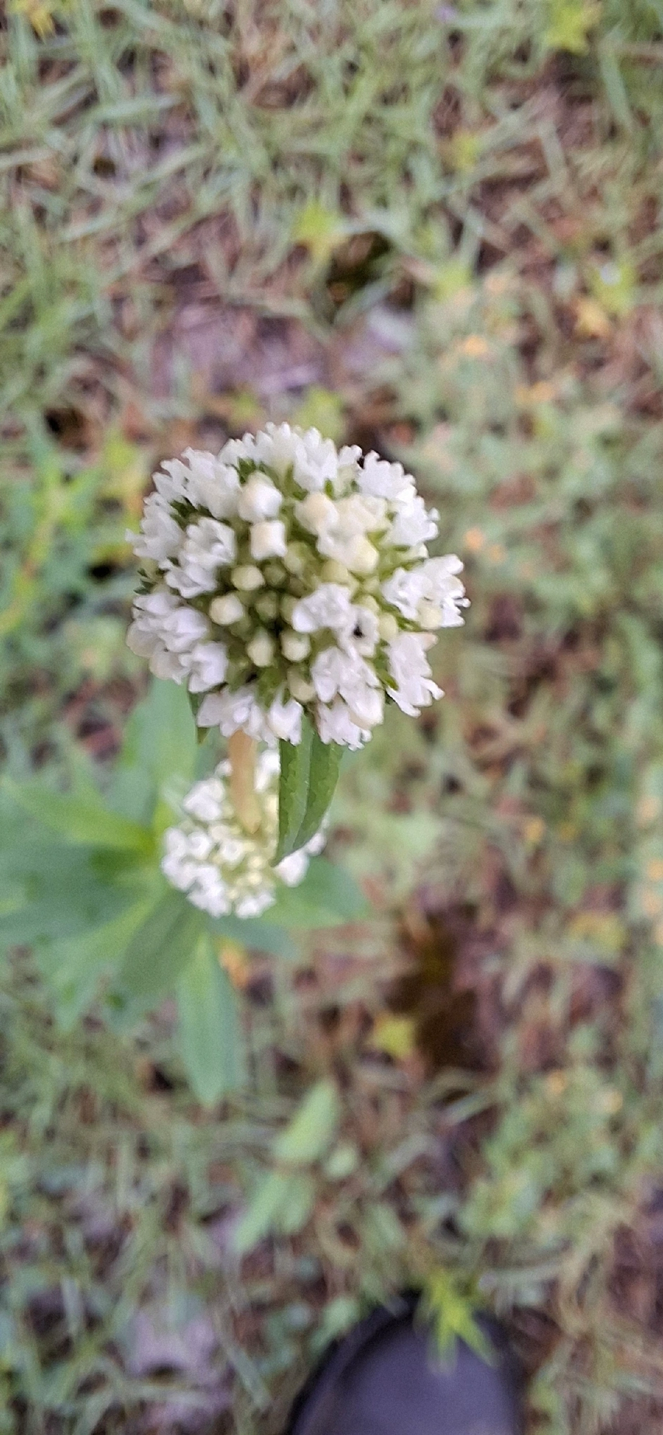 Vassourinha-de-botão (Spermacoce verticillata), plantas, fotografado em Maresias, São Sebastião