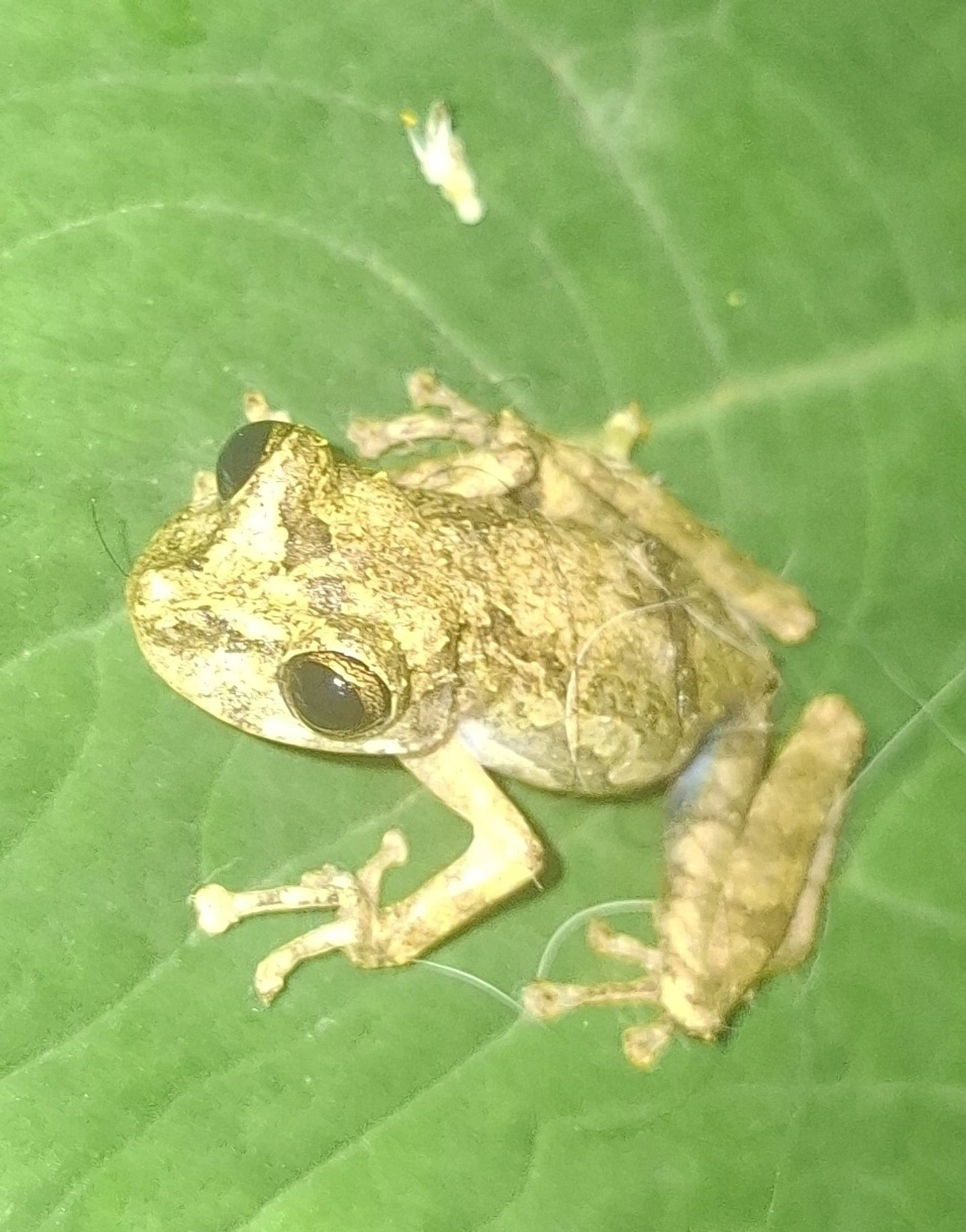 Perereca-do-litoral (Ololygon littoralis), anfíbios, fotografado em Maresias, São Sebastião