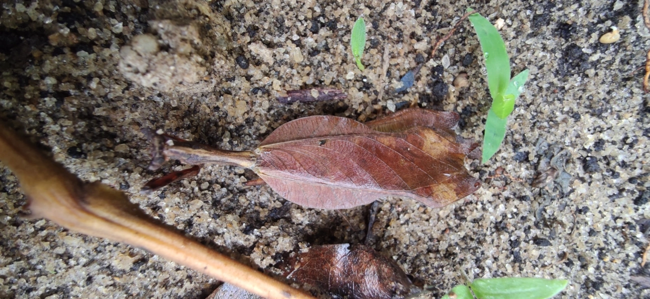 Louva-Deus-Folha-Seca (Acanthops), insetos, fotografado em Maresias, São Sebastião