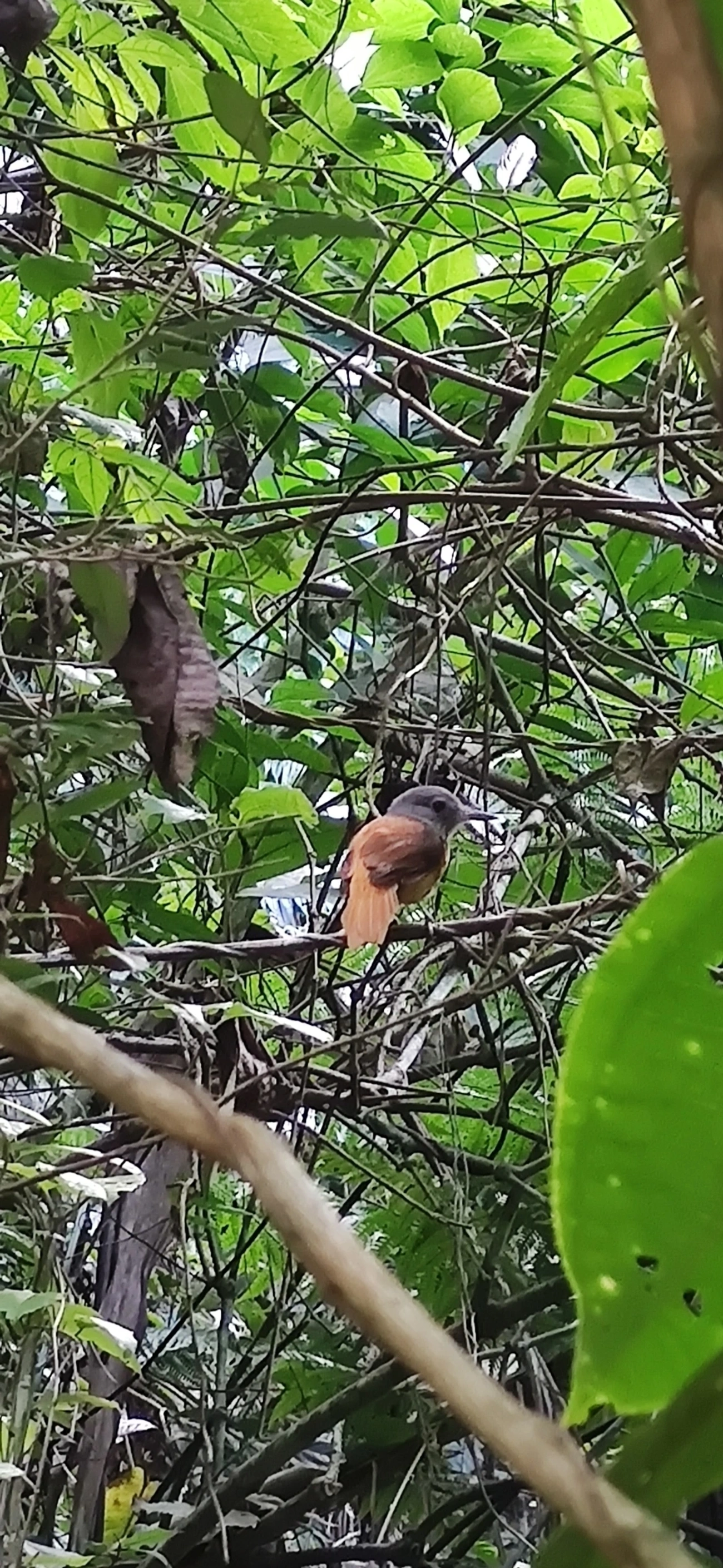 Capitão-de-saíra (Attila rufus), aves, fotografado em Maresias, São Sebastião