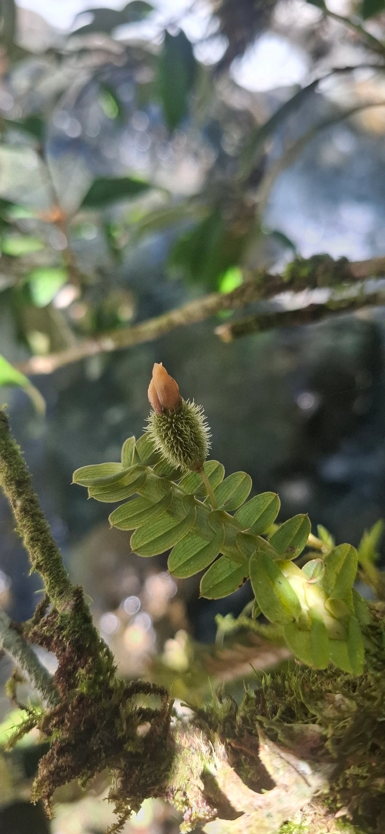 Dichaea pendula, plantas, fotografado em Queluz