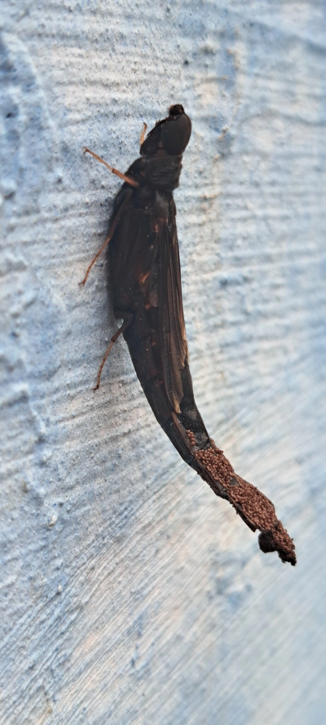 Atractocerus, insetos, fotografado em Maresias, São Sebastião