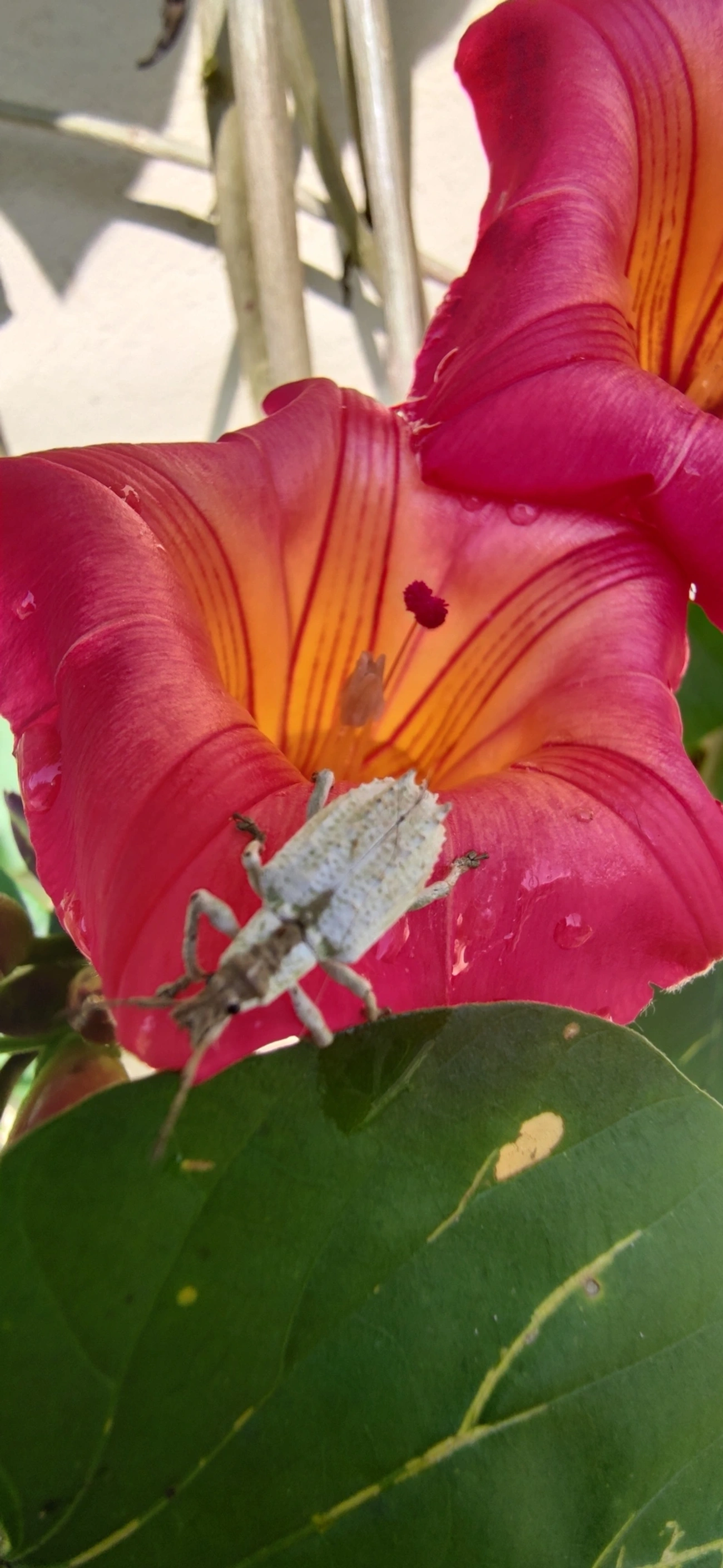 Gorgulho (Compsus niveus), insetos, fotografado em Maresias, São Sebastião