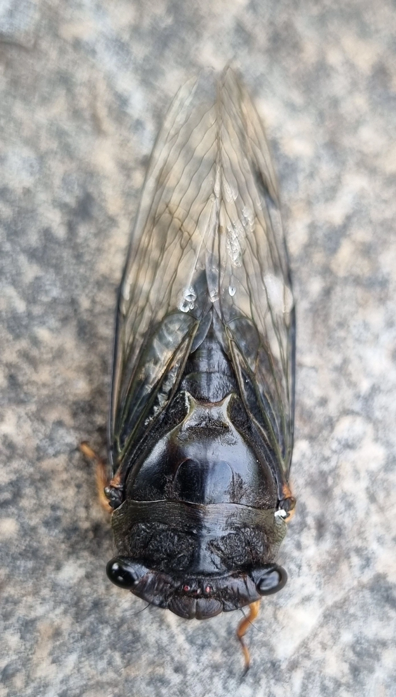 Cigarras típicas (Cicadidae), insetos, fotografado em Itu