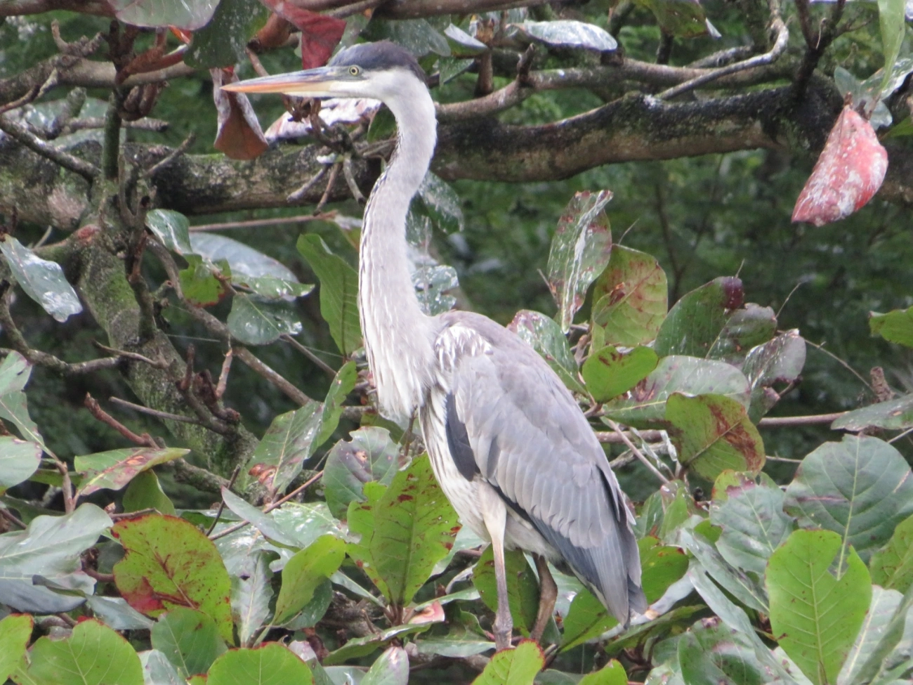 Garça-moura (Ardea cocoi), aves, fotografado em Maresias, São Sebastião