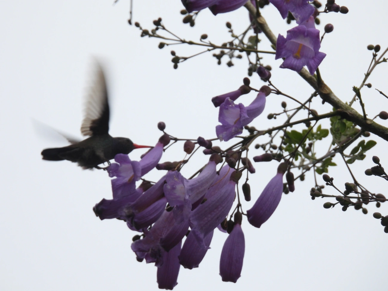 Beija-flor-roxo (Chlorestes cyanus), aves, fotografado em São Sebastião