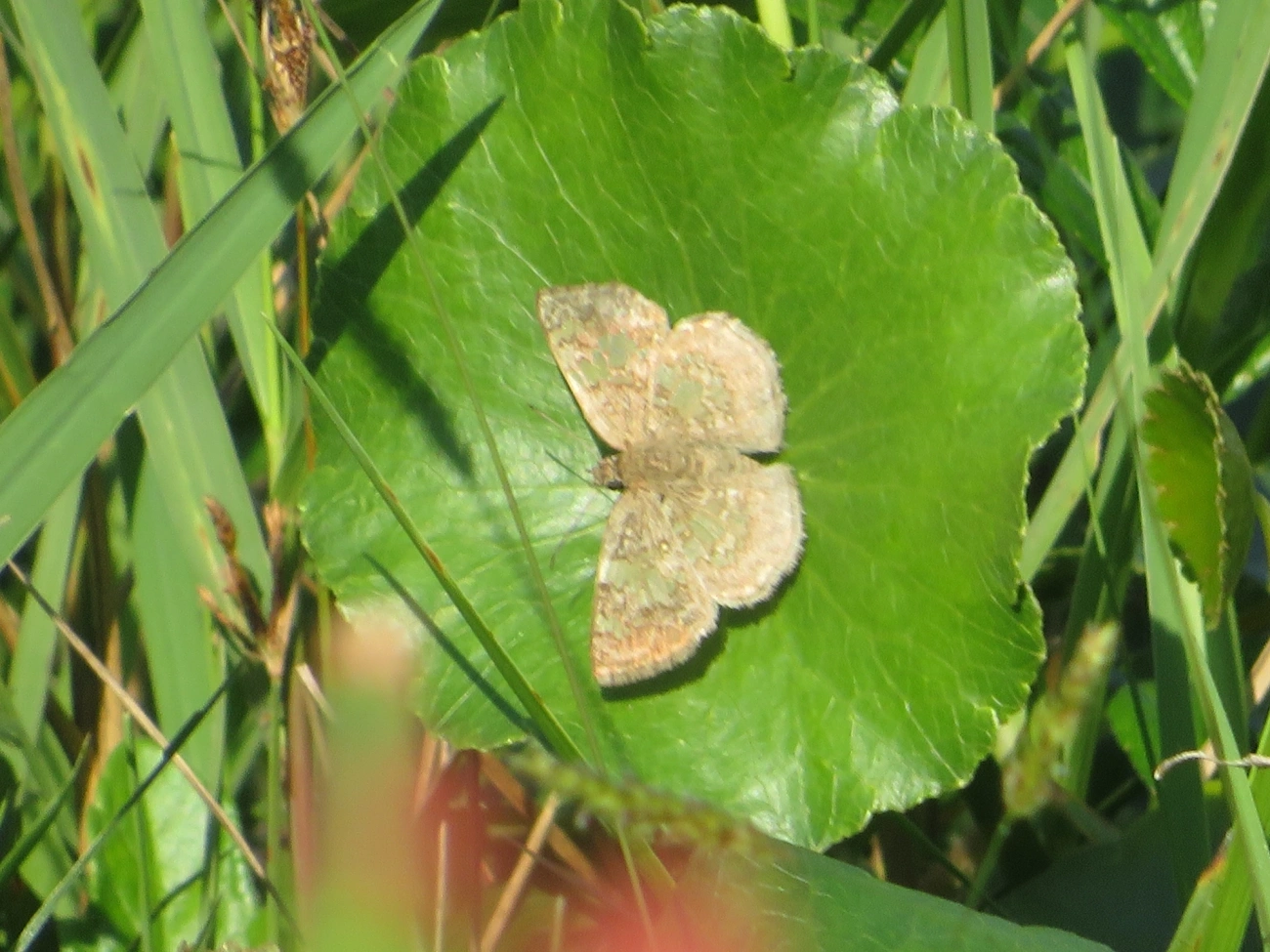Espadarte-de-asas-vítreas (Xenophanes tryxus), insetos, fotografado em Maresias, São Sebastião