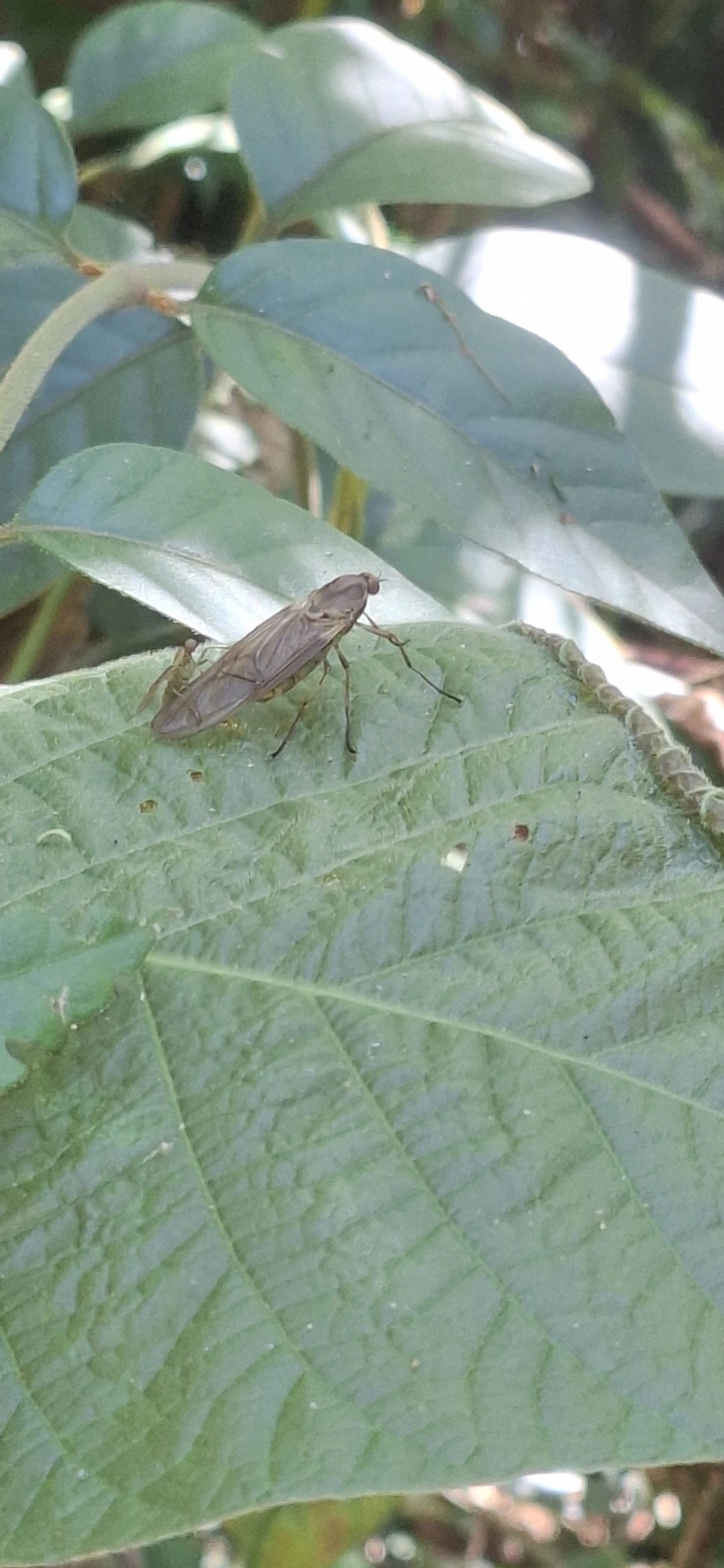 Chiromyza, insetos, fotografado em Pedra Selada