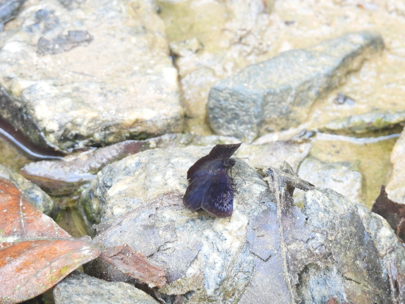 Pyrginae, insetos, fotografado em Boiçucanga, São Sebastião