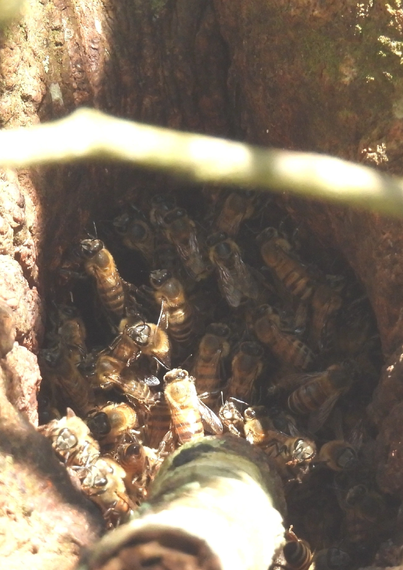 Abelha-europeia (Apis mellifera), insetos, fotografado em Queluz