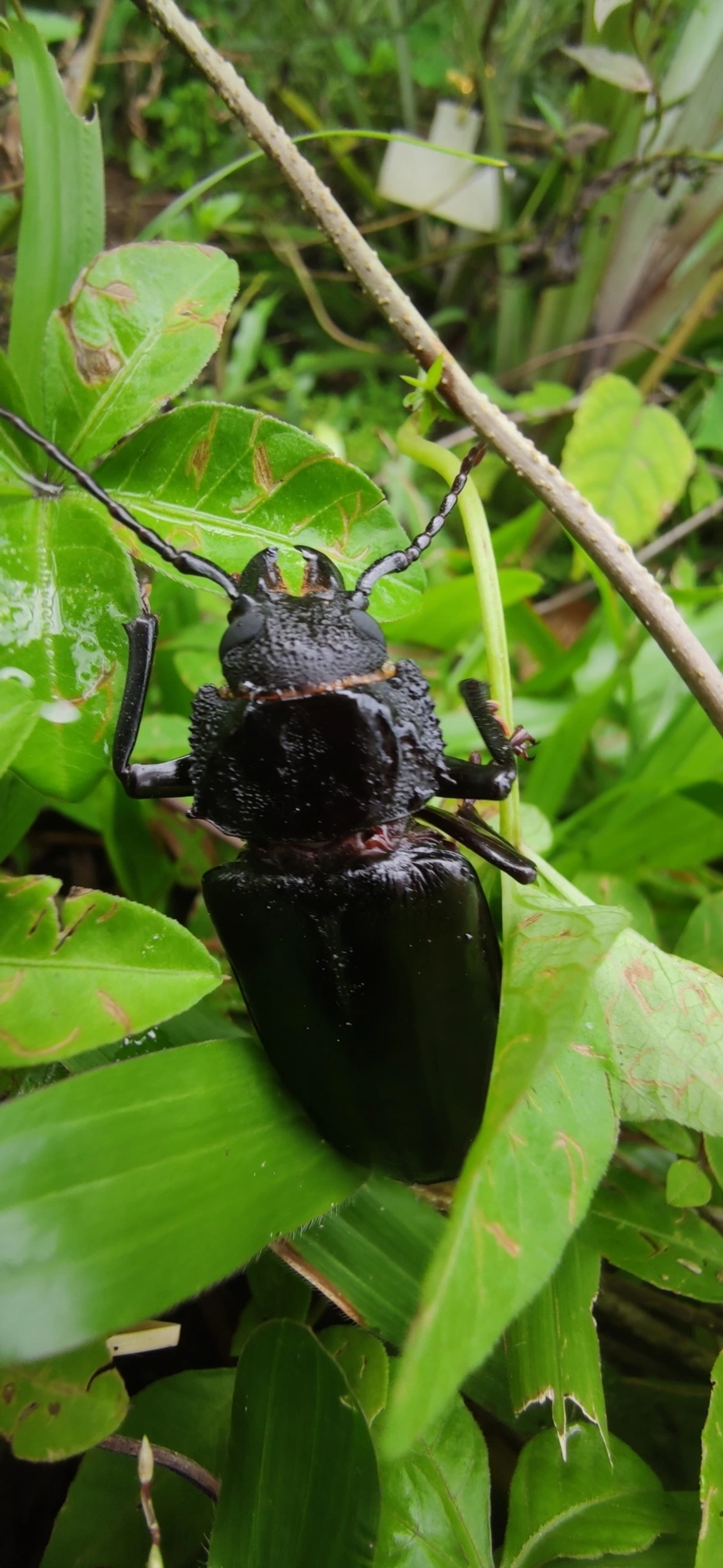 Macrotomini, insetos, fotografado em Maresias, São Sebastião