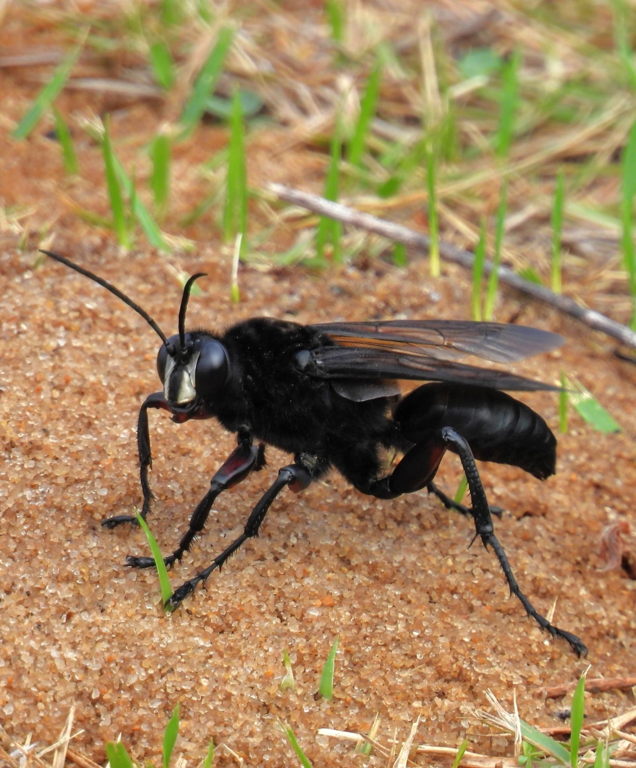 Vespa-caçadora (Sphex ingens), insetos, fotografado em Maresias, São Sebastião
