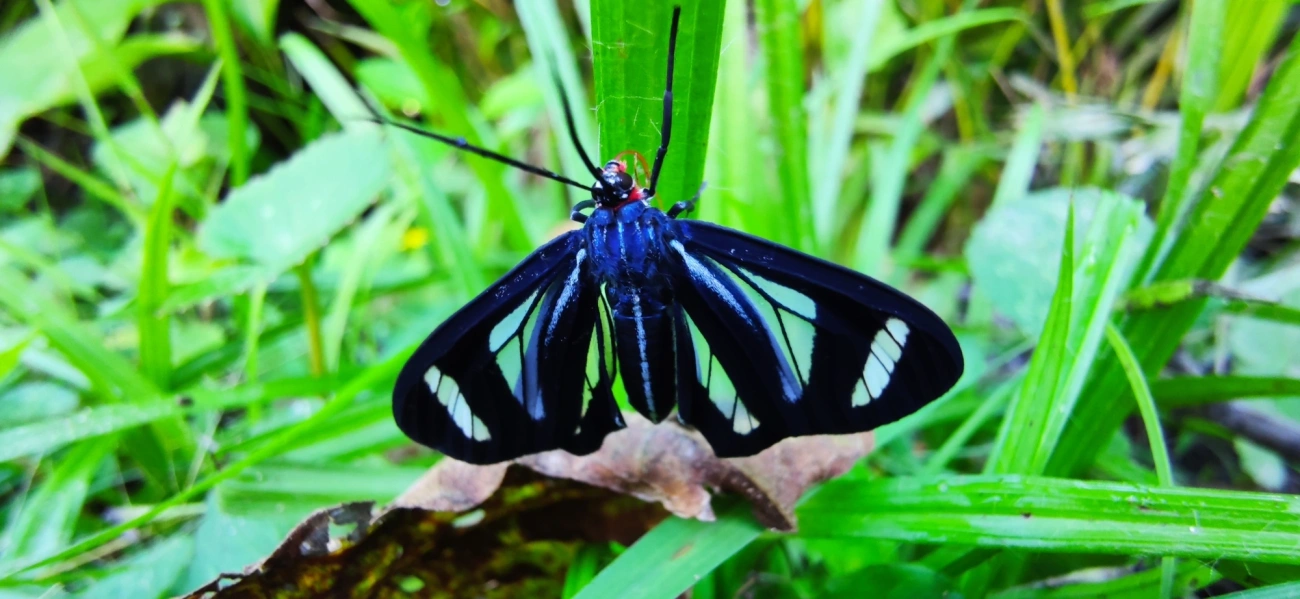 Agyrta dux, insetos, fotografado em Maresias, São Sebastião