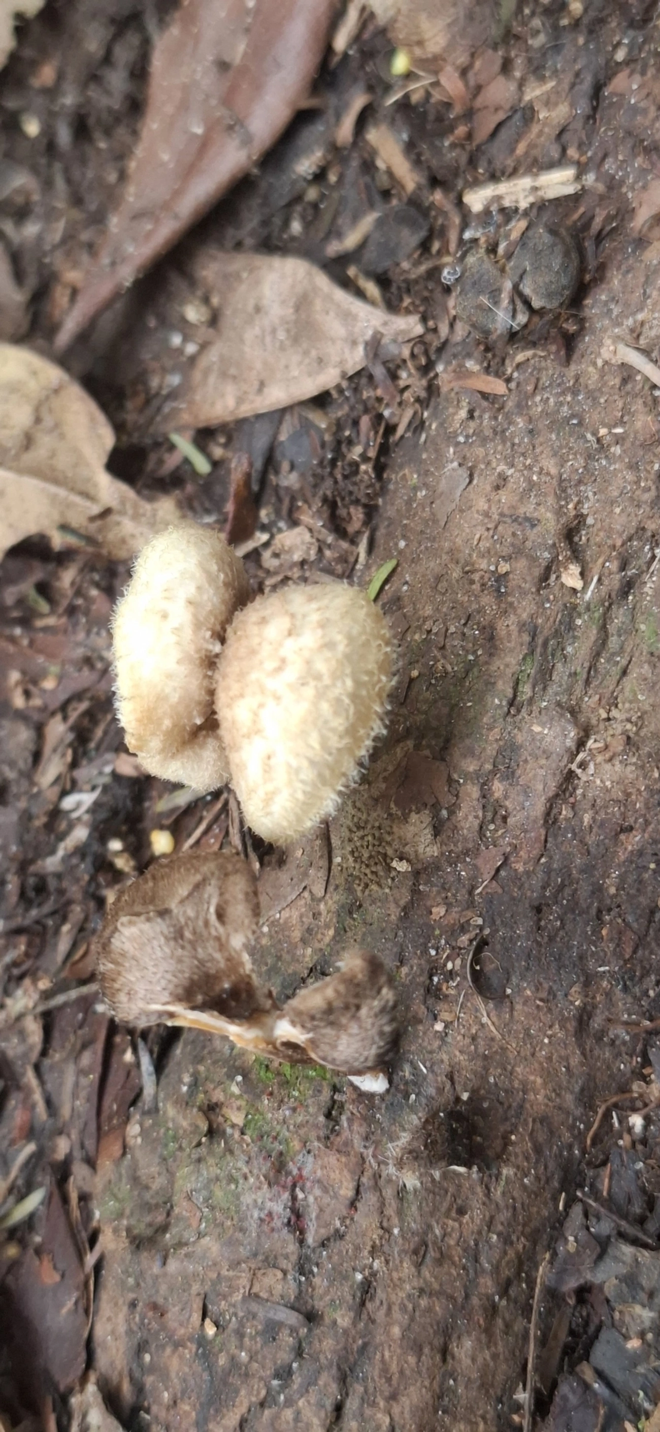 Lentinus, fungos, fotografado em Maresias, São Sebastião