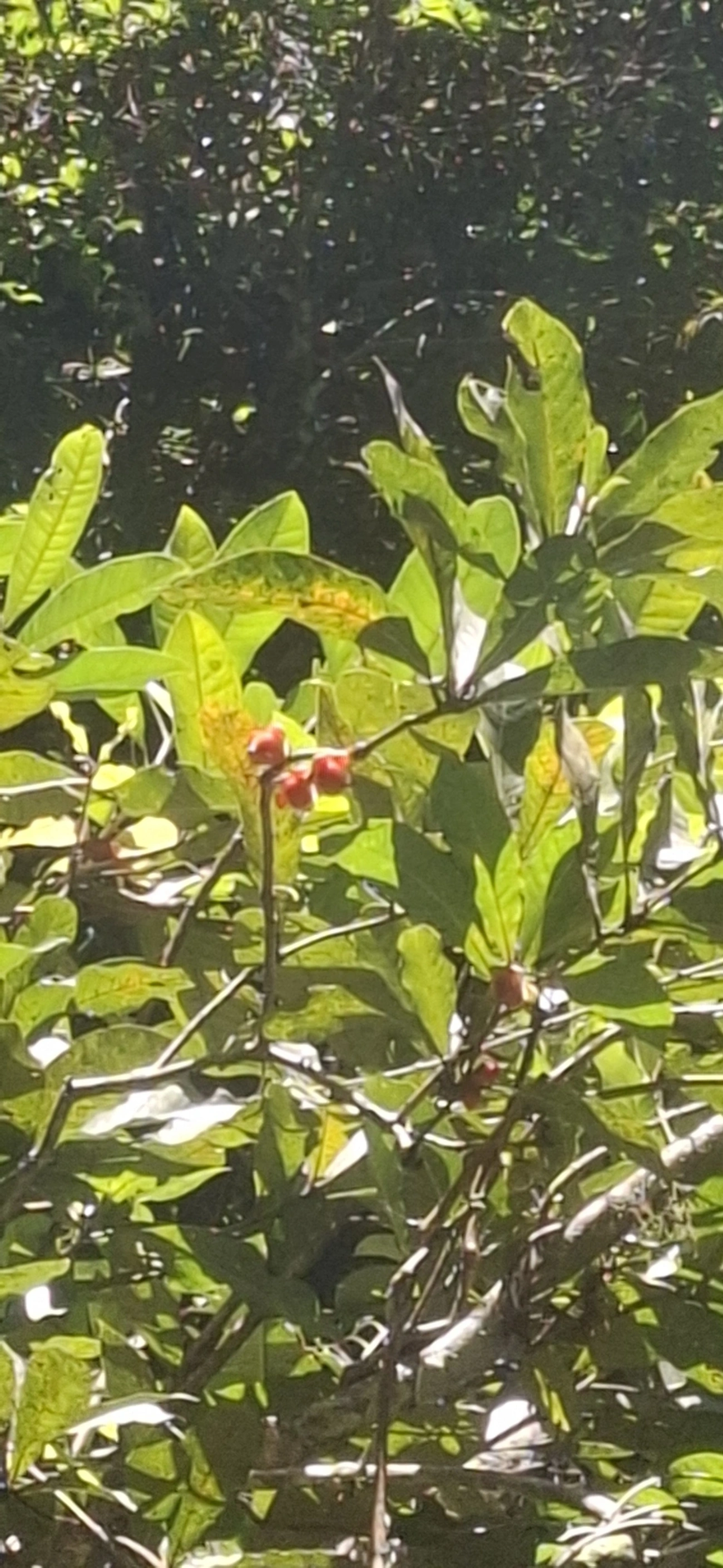 Doliocarpus, plantas, fotografado em Cachoeira das Sete Quedas Maresias, São Sebastião