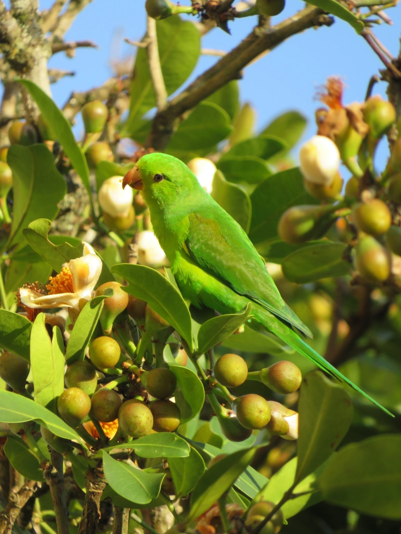 Periquito-rico (Brotogeris tirica), aves, fotografado em Maresias, São Sebastião