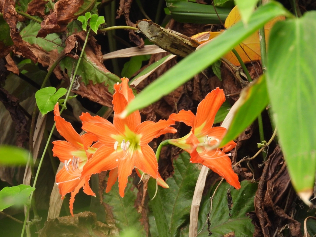 Amarílis (Hippeastrum puniceum), plantas, fotografado em Maresias, São Sebastião