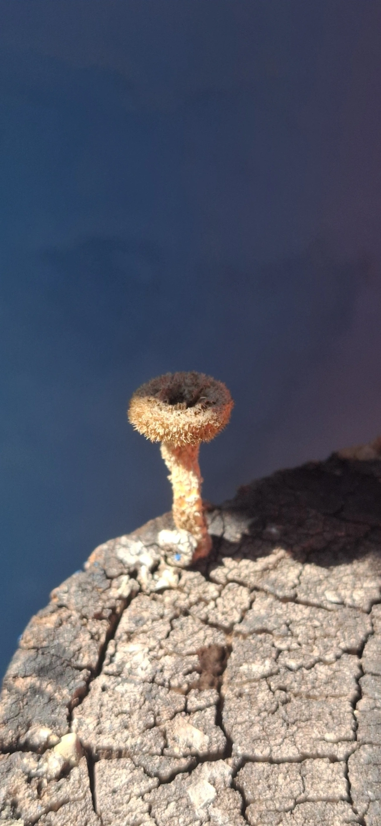 Lentinus, fungos, fotografado em Monte Alegre do Sul