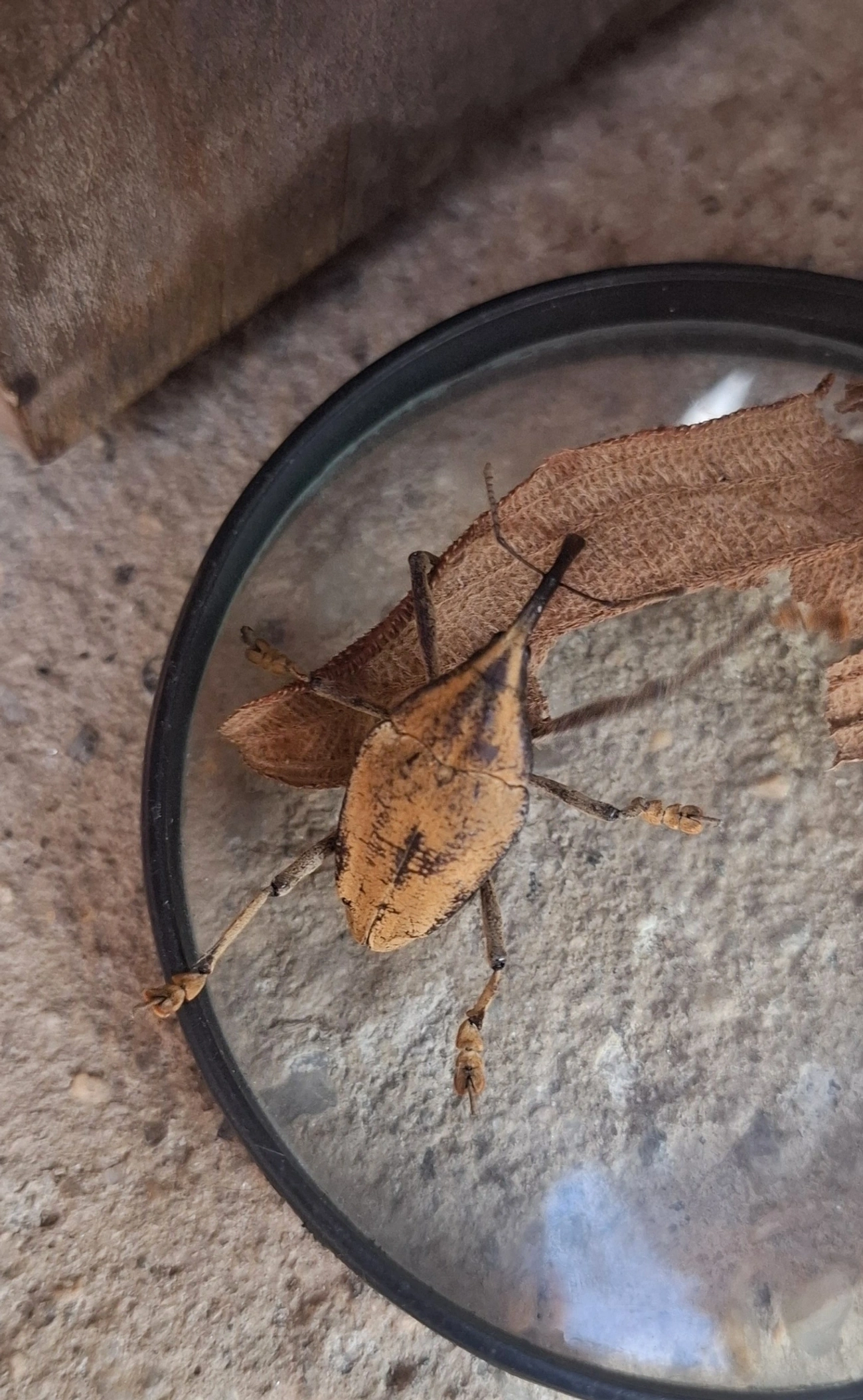 Rhinastus sternicornis, insetos, fotografado em Queluz
