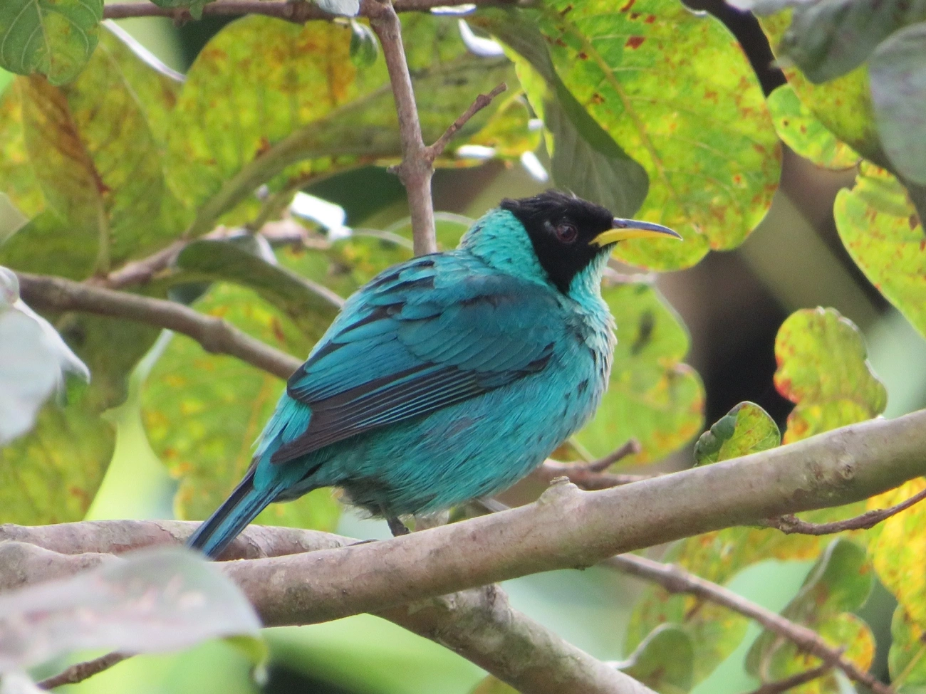 Saí-verde (Chlorophanes spiza), aves, fotografado em Maresias, São Sebastião