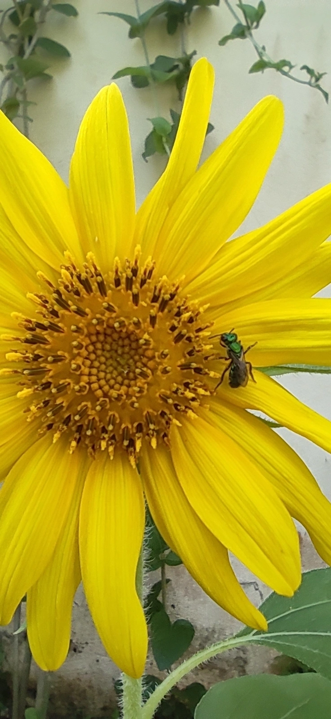 Augochlora, insetos, fotografado em Maresias, São Sebastião