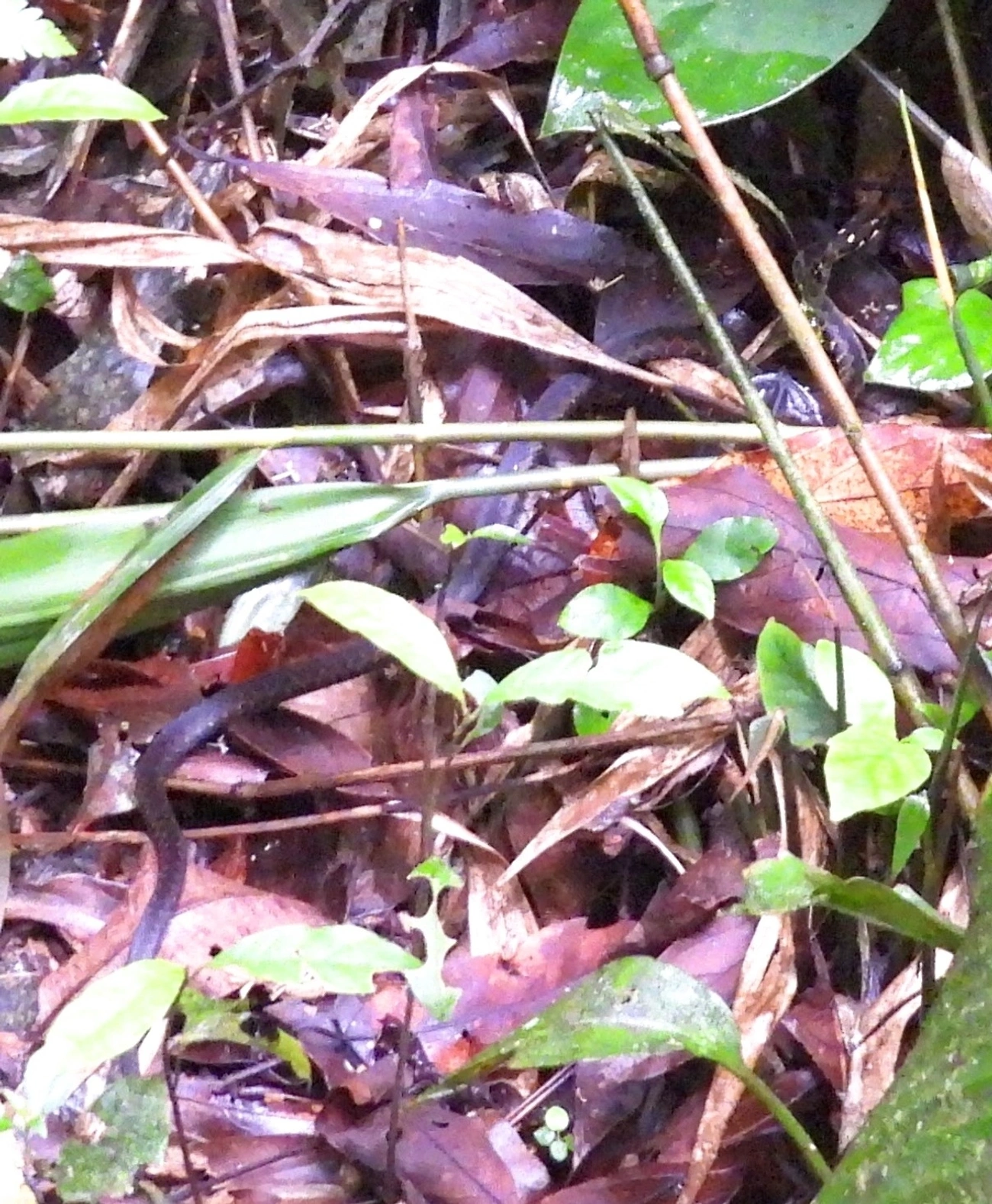 Echinanthera undulata, répteis, fotografado em Maresias, São Sebastião