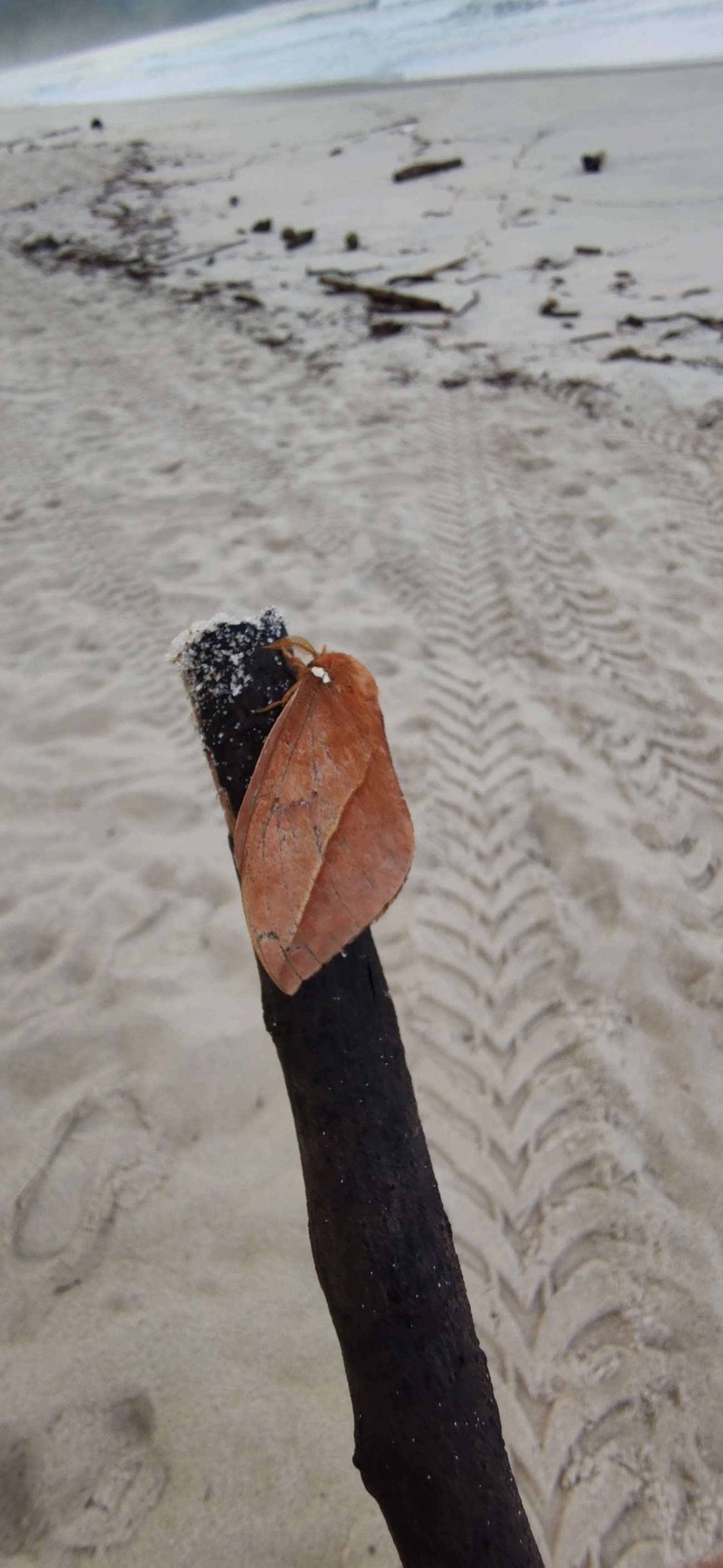 Mariposa-olho-de-coruja (Pseudautomeris brasiliensis), insetos, fotografado em Maresias, São Sebastião