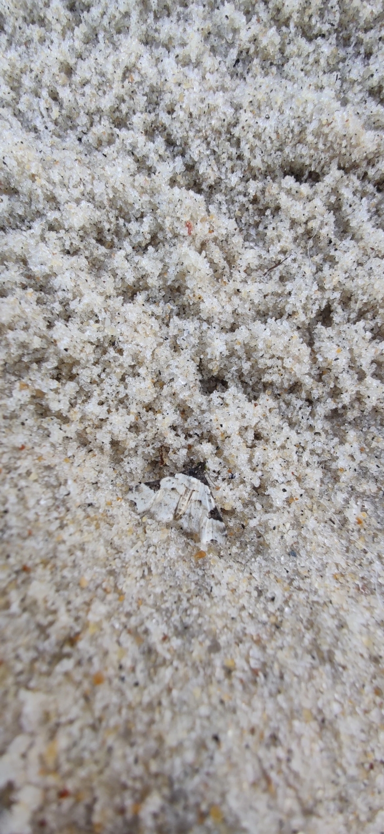 Xanthorhoe, insetos, fotografado em Maresias, São Sebastião
