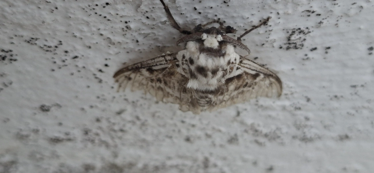 Podalia, insetos, fotografado em Maresias, São Sebastião