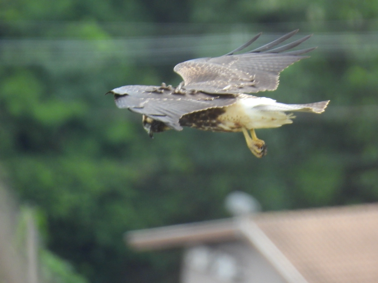 Gavião-de-rabo-branco (Geranoaetus albicaudatus), aves, fotografado em Barequecaba, São Sebastião