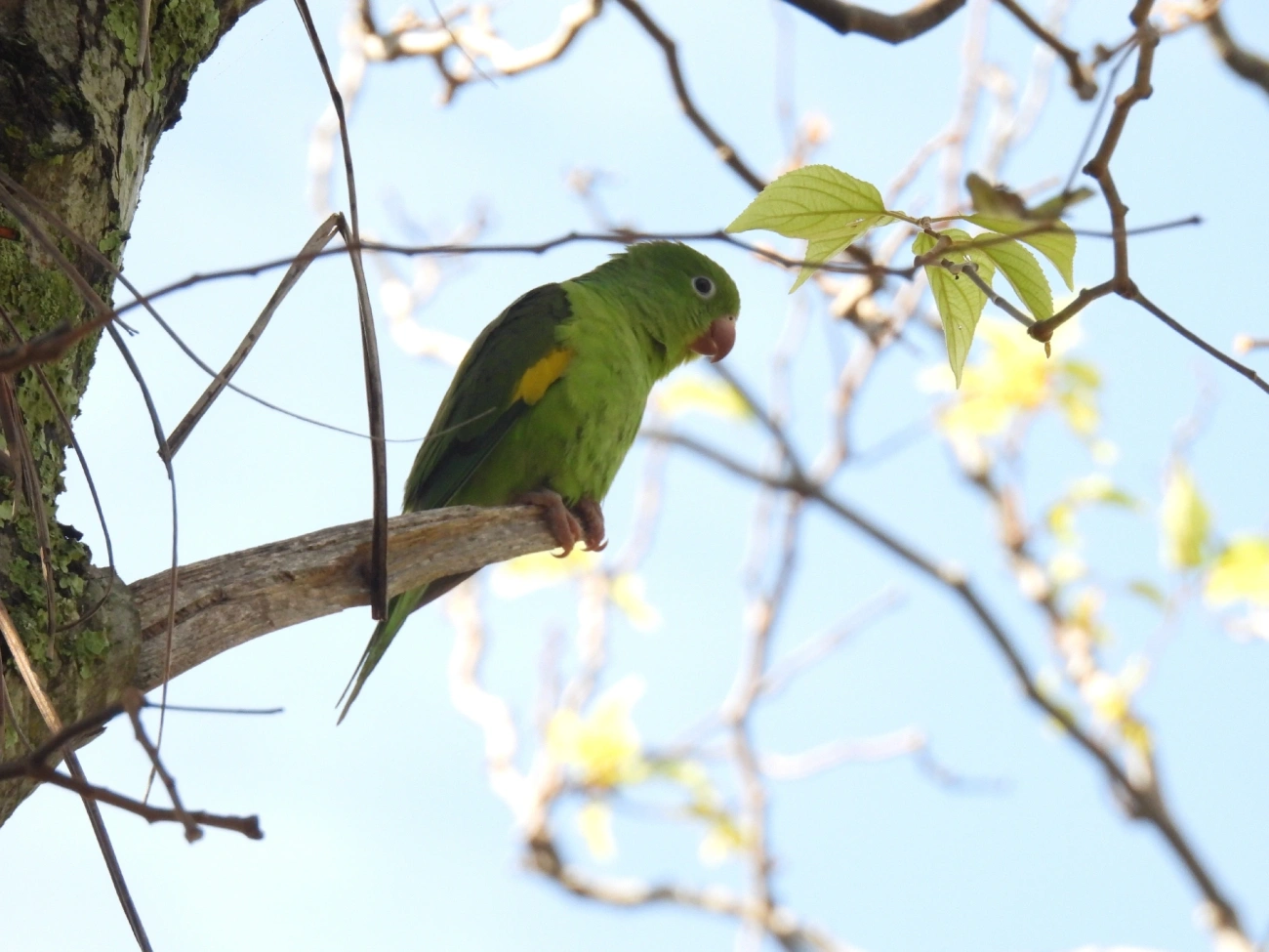 Periquito-de-encontro-amarelo (Brotogeris chiriri), aves, fotografado em Bragança Paulista