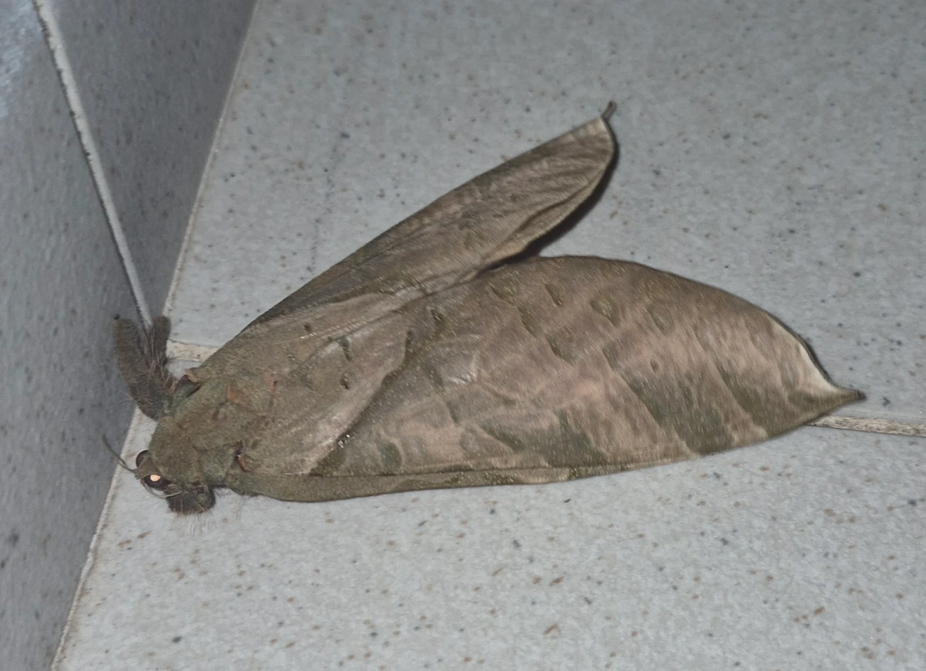Mariposa-fantasma (Trichophassus giganteus), insetos, fotografado em Maresias, São Sebastião