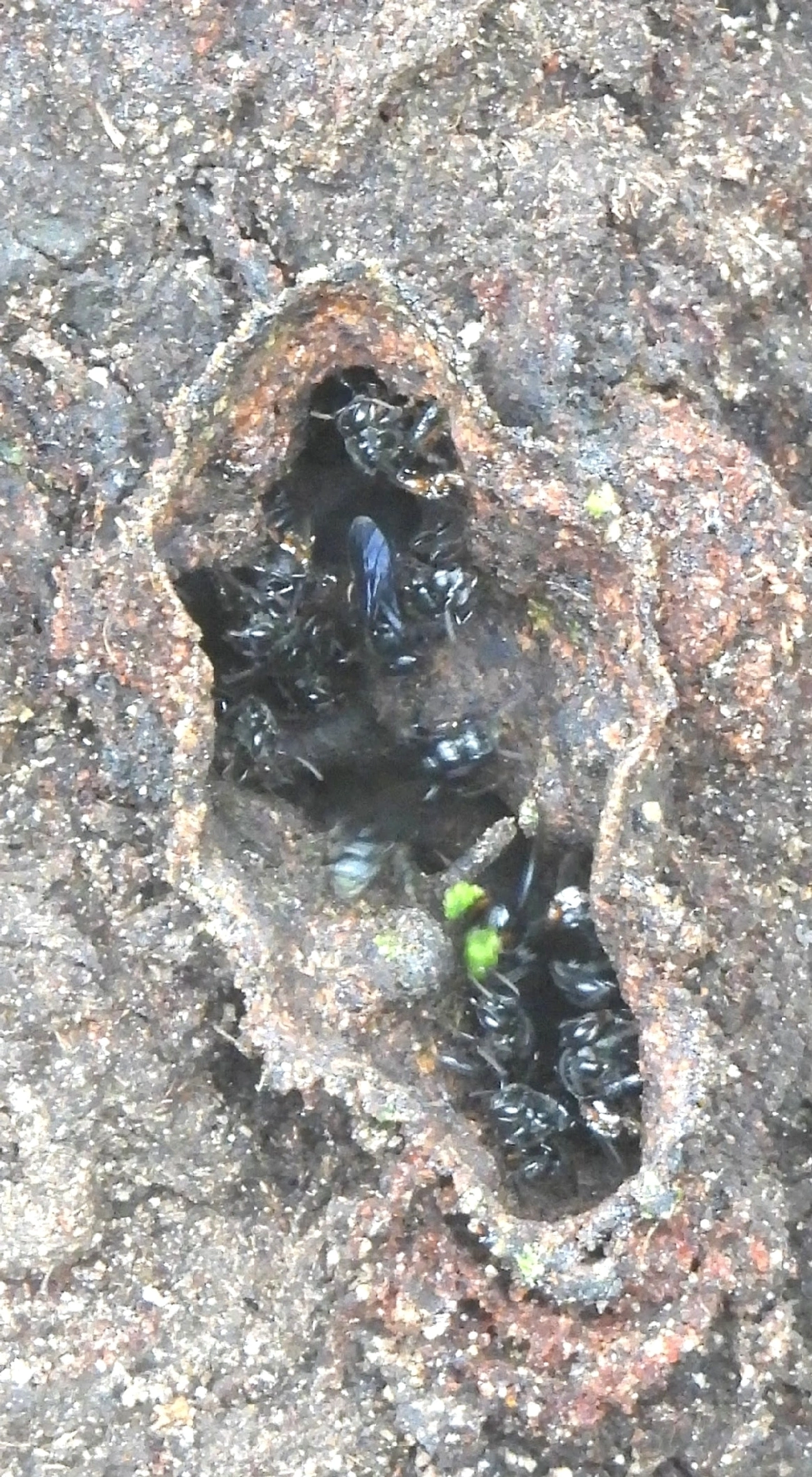 Arapuá (Trigona spinipes), insetos, fotografado em São Sebastião