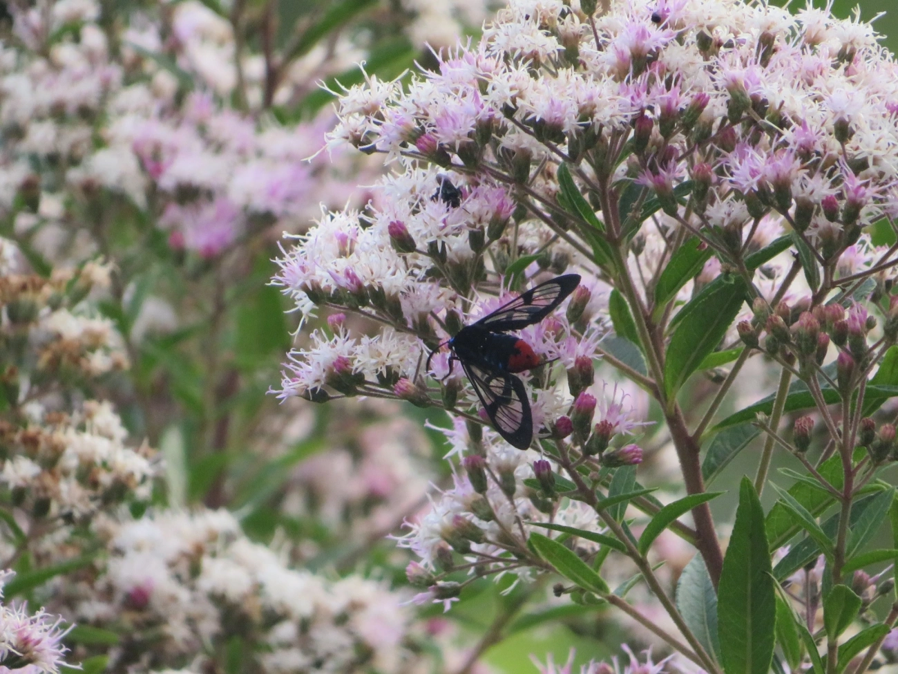 Mariposa-tigre (Gymnelia laennus), insetos, fotografado em Maresias, São Sebastião
