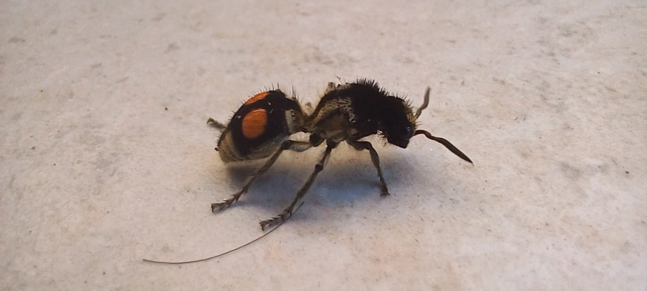 Formiga-feiticeira (Hoplomutilla spinosa), insetos, fotografado em Maresias, São Sebastião