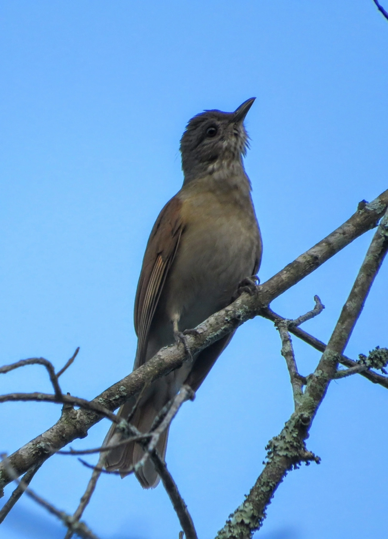 Sabiá-barranco (Turdus leucomelas), aves, fotografado em Maresias, São Sebastião