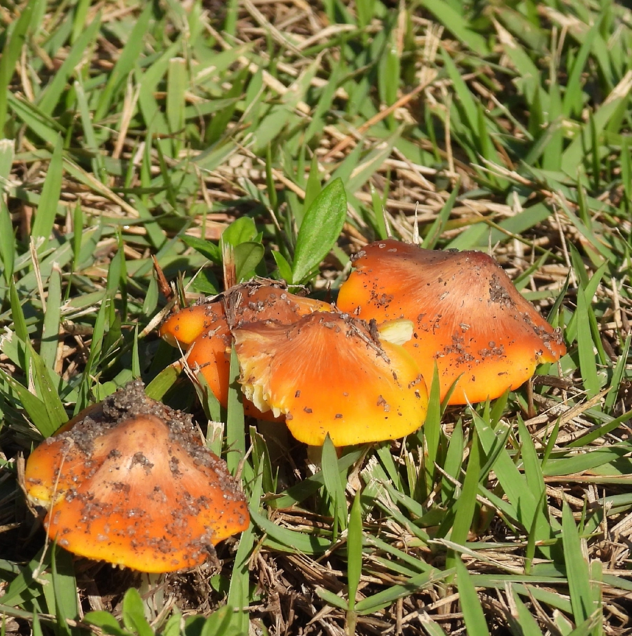 Hygrocybe, fungos, fotografado em Maresias, São Sebastião
