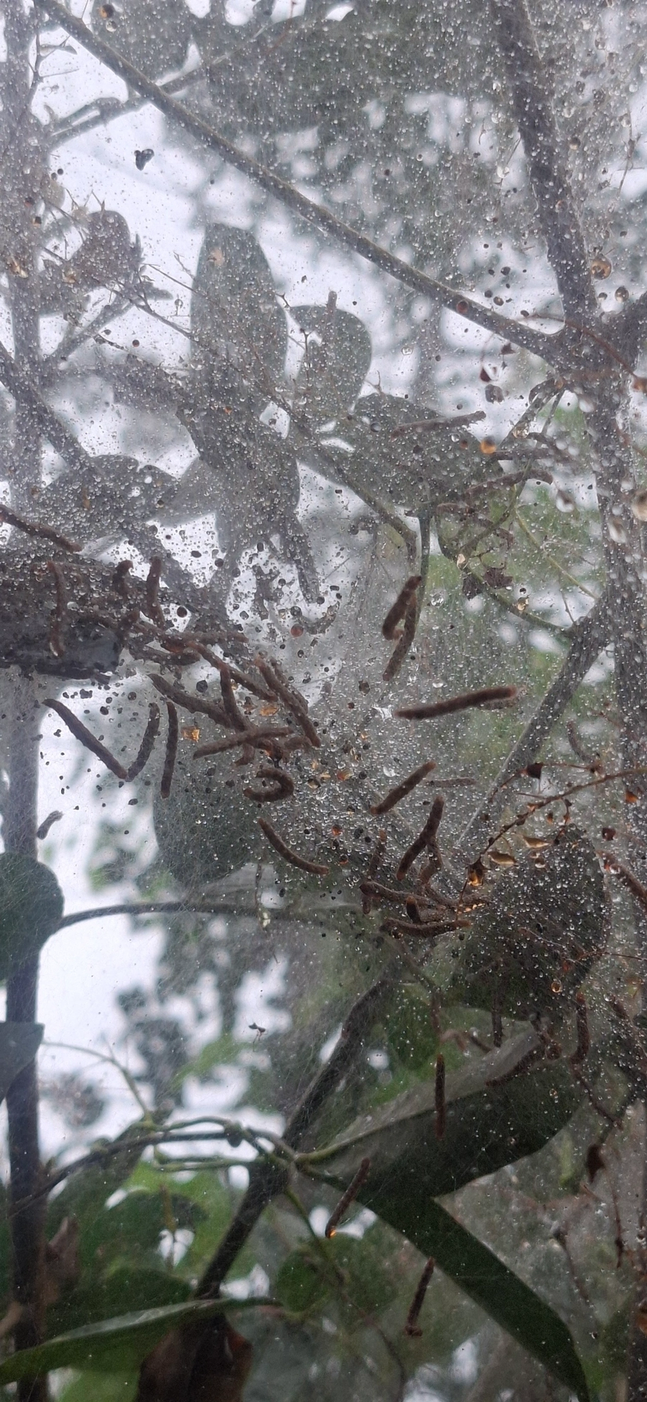 Insetos alados (Pterygota), insetos, fotografado em Maresias, São Sebastião